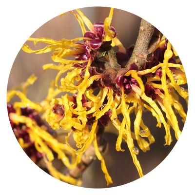 Witch Hazel